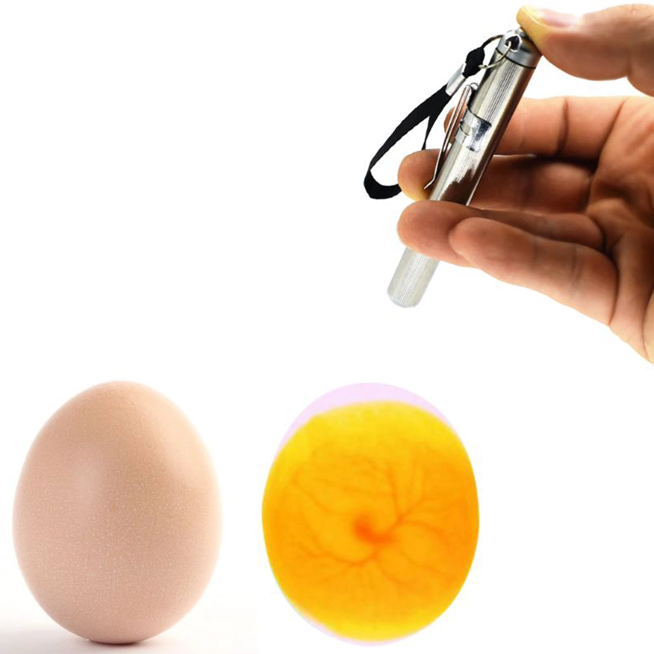Egg Candler Monitoring Egg Dev - Candle Making Thermometer review and price